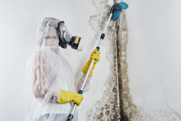 Best Basement Mold Remediation in Middle Valley, TN