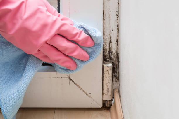 Best Post-Remediation Services in Middle Valley, TN