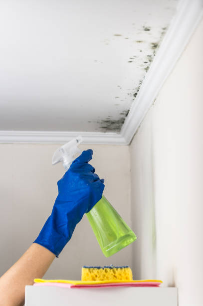 Best Bathroom Mold Remediation in Middle Valley, TN